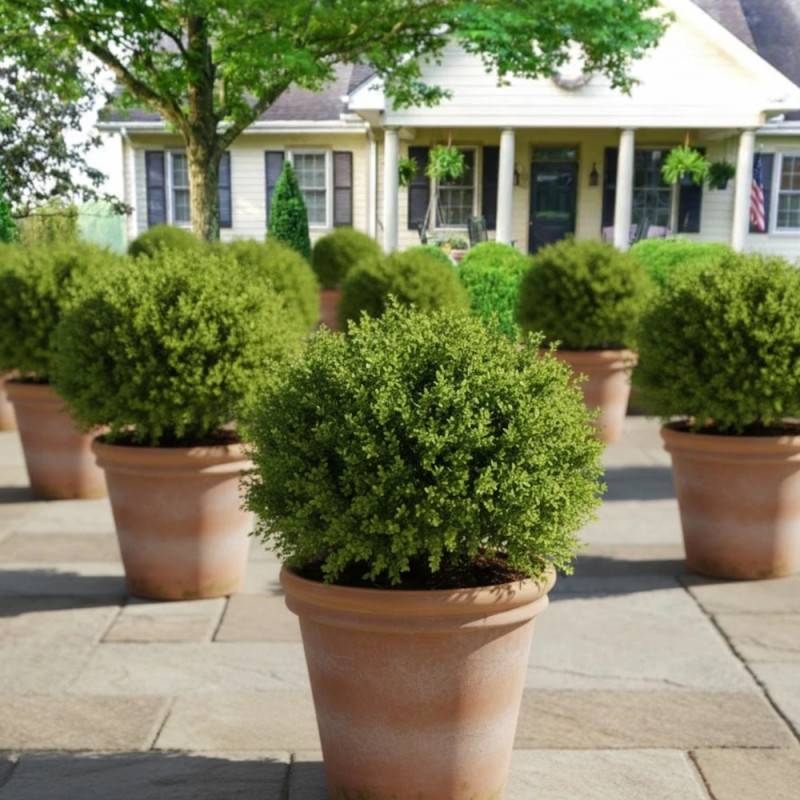 Buis NewGen Independence® 'SB 108', Buxus - Pot de 4L - 20/40 cm - Image 2