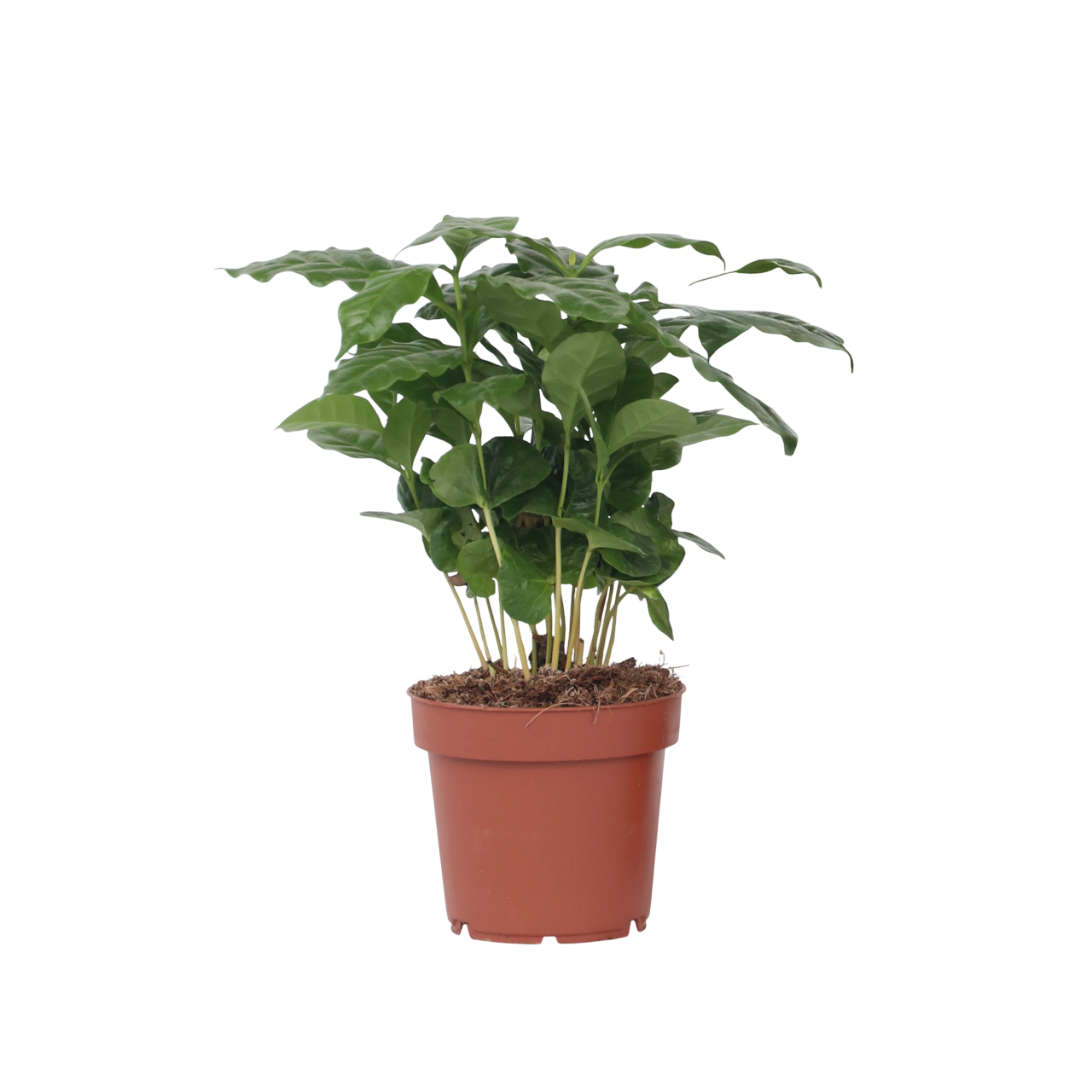 Caféier - Coffea arabica - Hauteur 25-40cm - ⌀12cm - Imagen 1