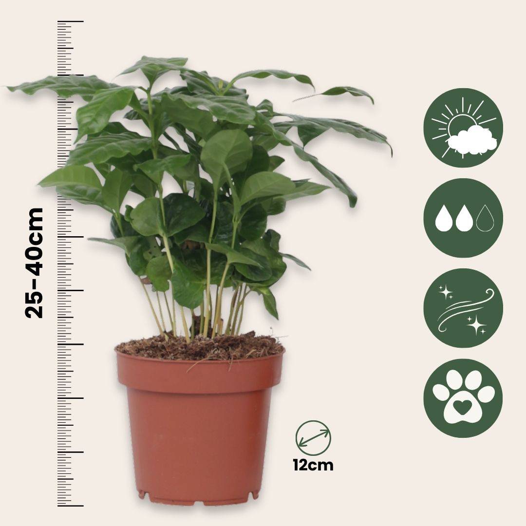 Caféier - Coffea arabica - Hauteur 25-40cm - ⌀12cm - Imagen 5