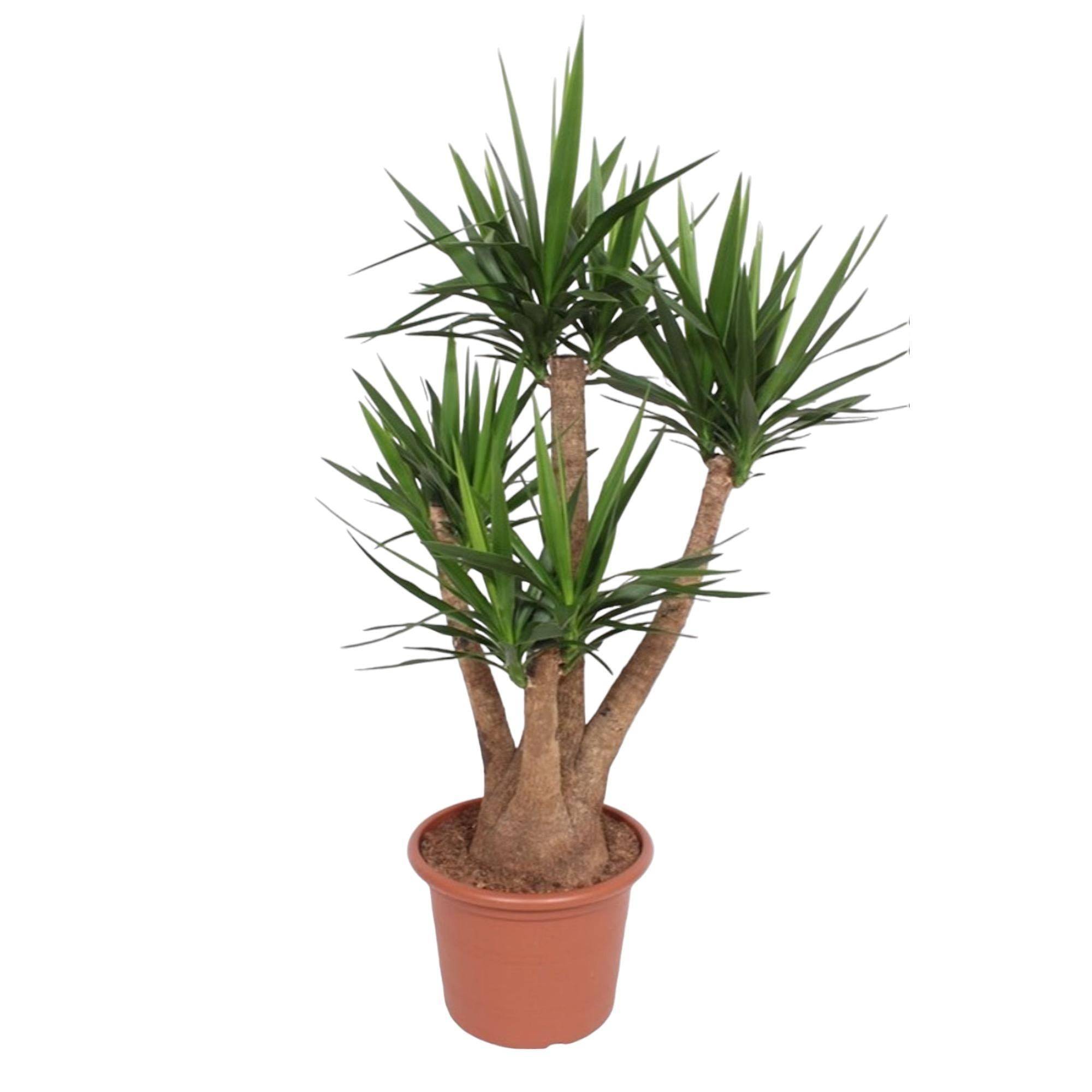 La Green Touch - Yucca Elephantipes Ramifié - D45 H170cm