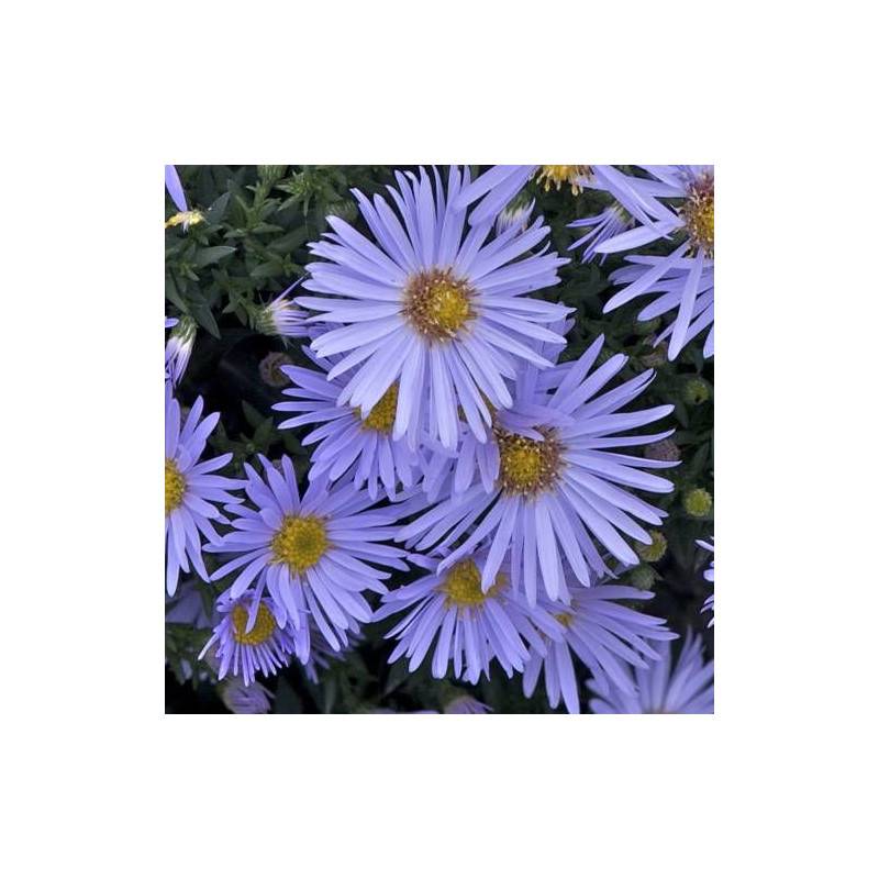 Aster d'automne Silberblaukissen, Aster dumosus à fleurs Bleue/ - feuillage Caduc - Godet - 5/20 cm - Imagen 5