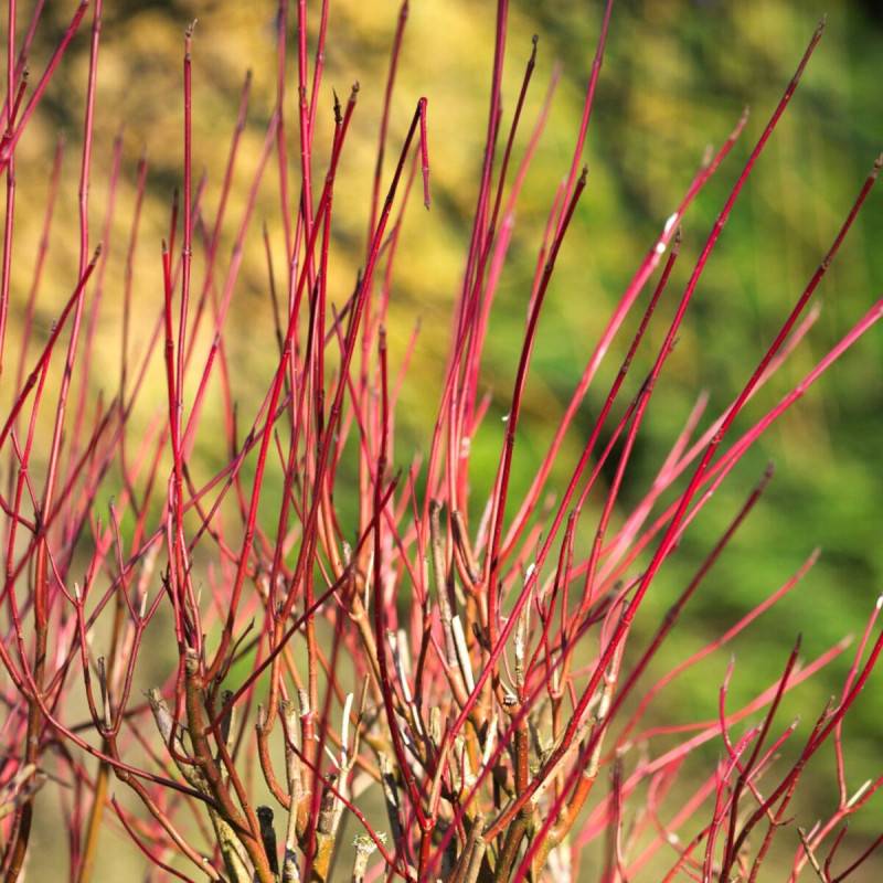 Cornouiller soyeux Kelsey, Cornus à fleurs Blanche - feuillage Caduc - Pot de 4L - 20/40 cm- hauteur à maturité De 1,50 m à 2,00 m - Image 1