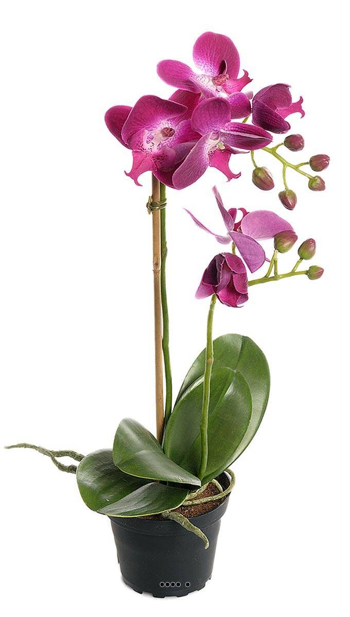 Artificielles - Orchidee artificielle 2 hampes en pot H 40 cm touché réel Erica - couleur: Erica - Imagen 1