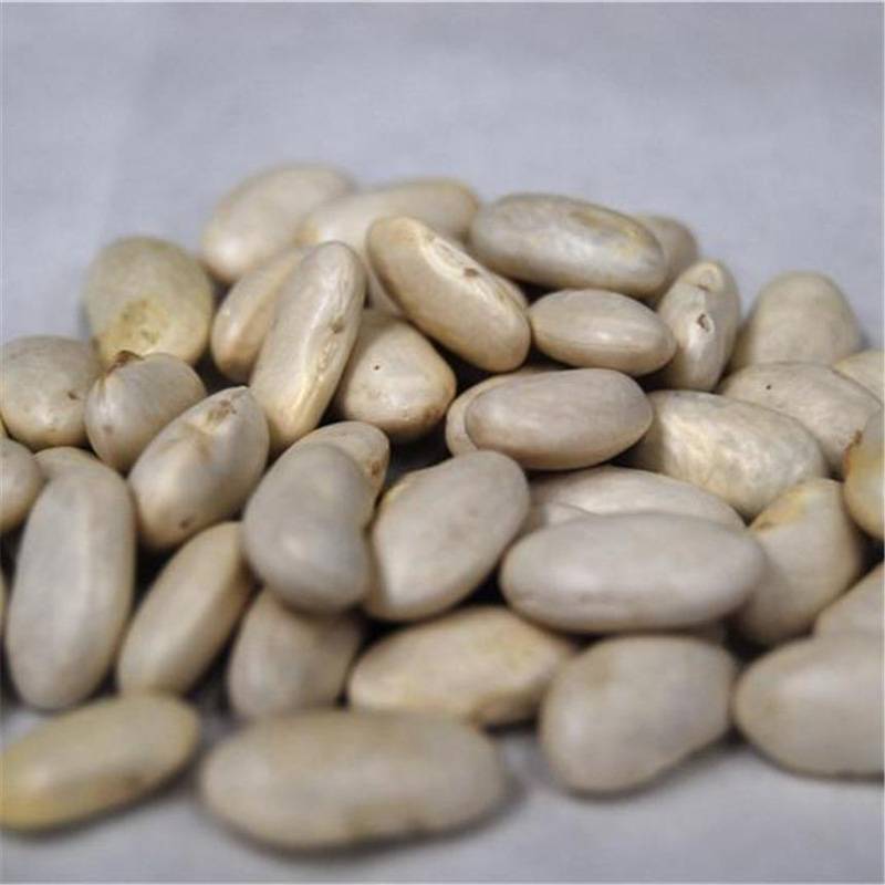 Haricot à rames mangetout beurre Neckarkonigin Bio - Coco plat  le sachet de 200 graines environ (100g)