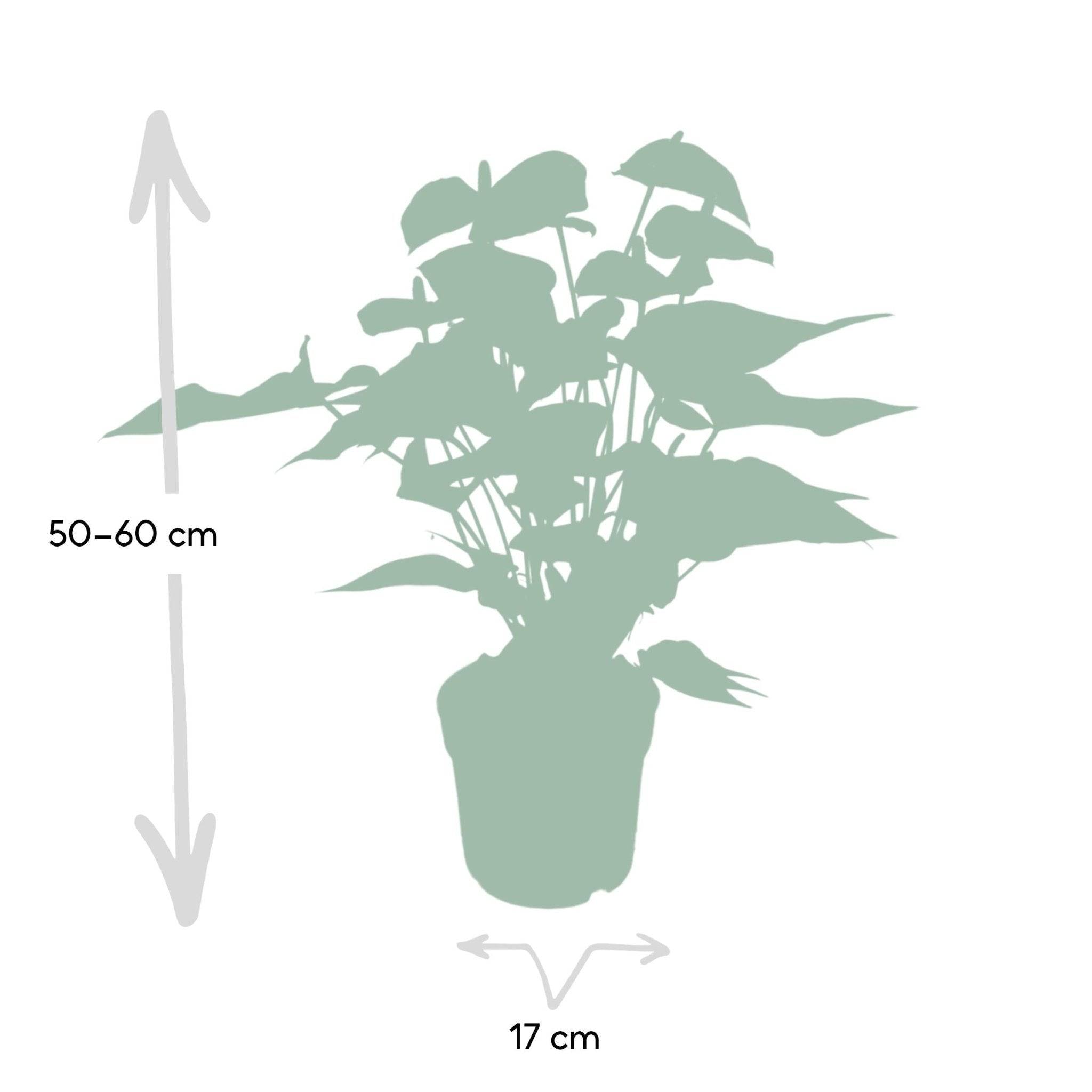 La Green Touch - Anthurium Rouge h55cm 55cm - Plante d'intérieur- La Green Touch - Image 2