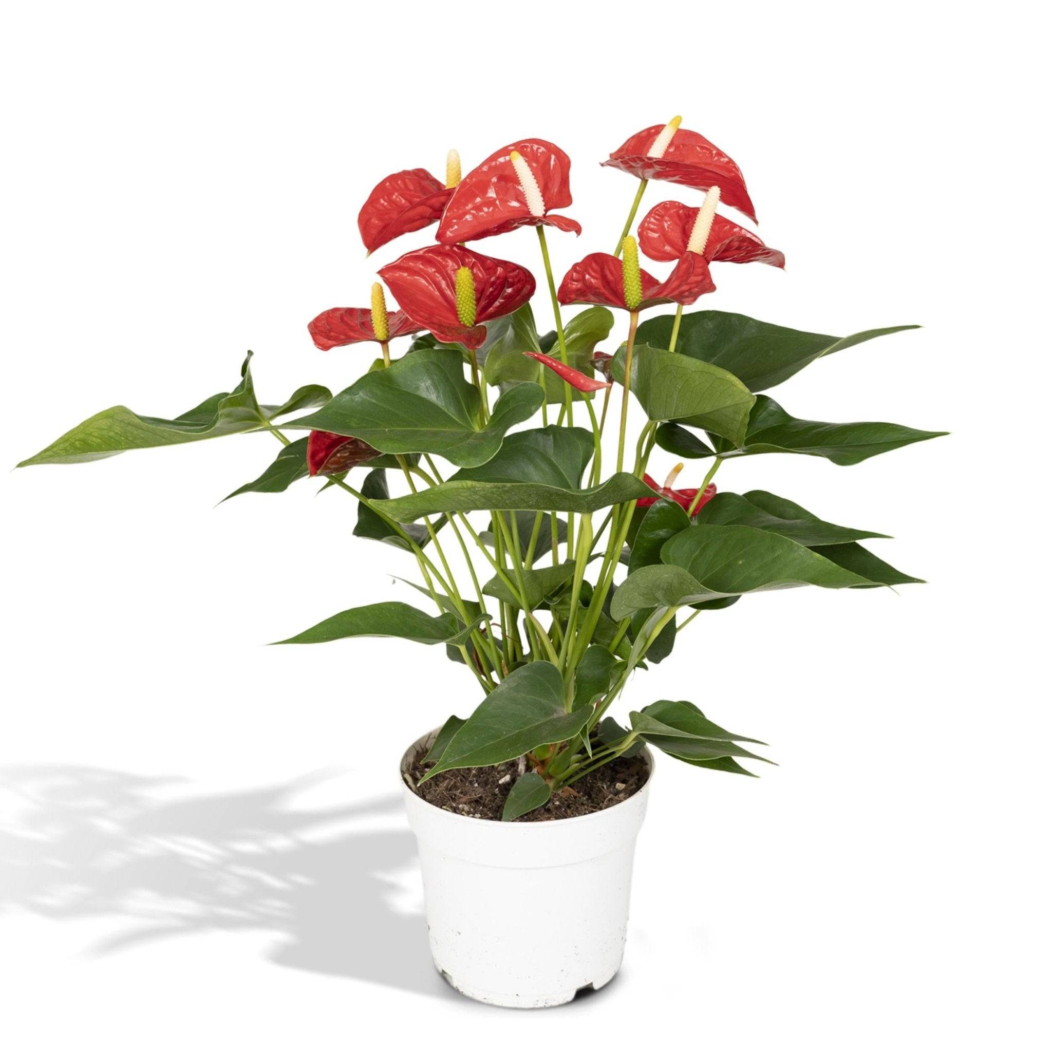 La Green Touch - Anthurium Rouge h55cm 55cm - Plante d'intérieur- La Green Touch - Image 5