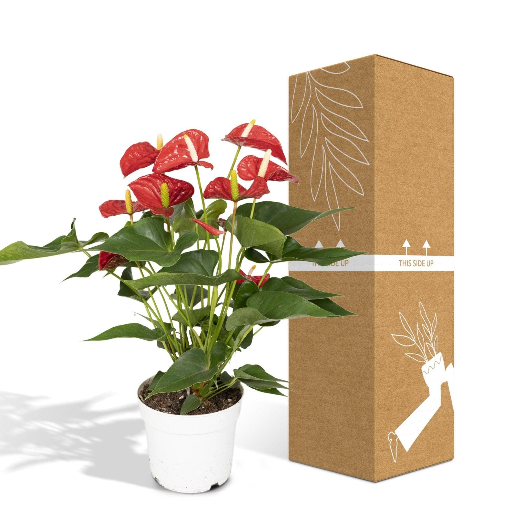 La Green Touch - Anthurium Rouge h55cm 55cm - Plante d'intérieur- La Green Touch - Image 6