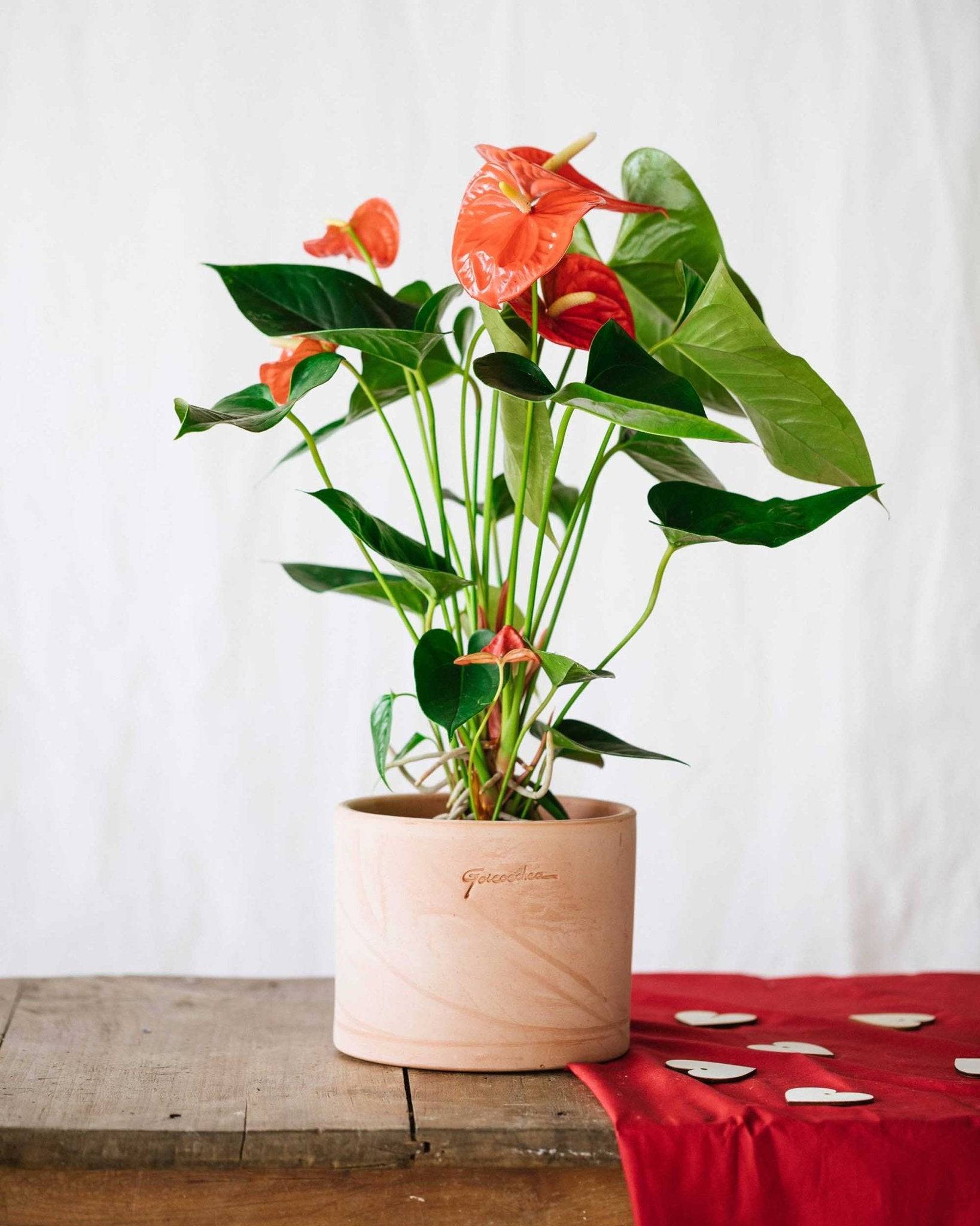 La Green Touch - Anthurium Rouge  h55cm 55cm - Plante d'intérieur- La Green Touch