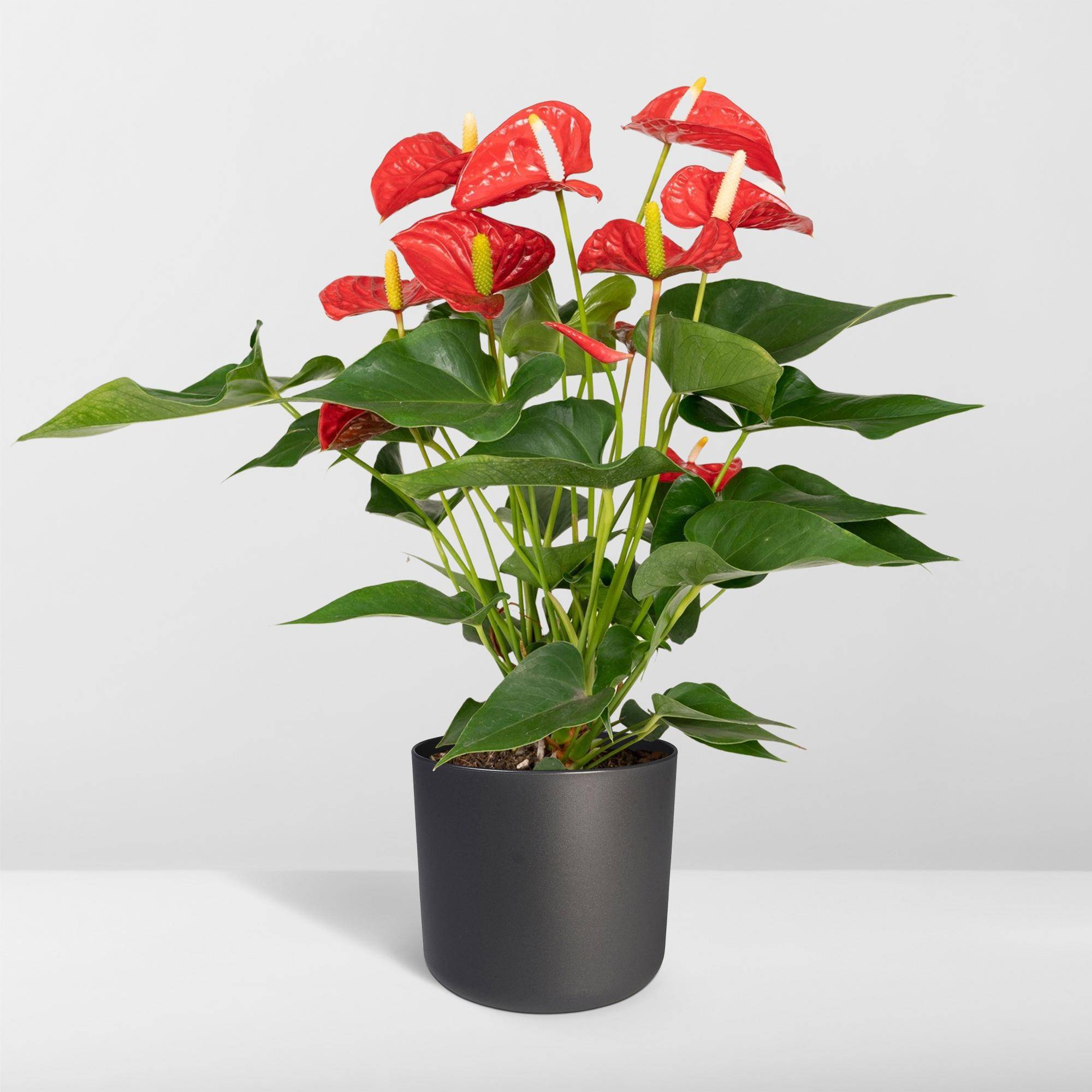 La Green Touch - Anthurium Rouge  h55cm 55cm - Plante d'intérieur- La Green Touch - Image 7