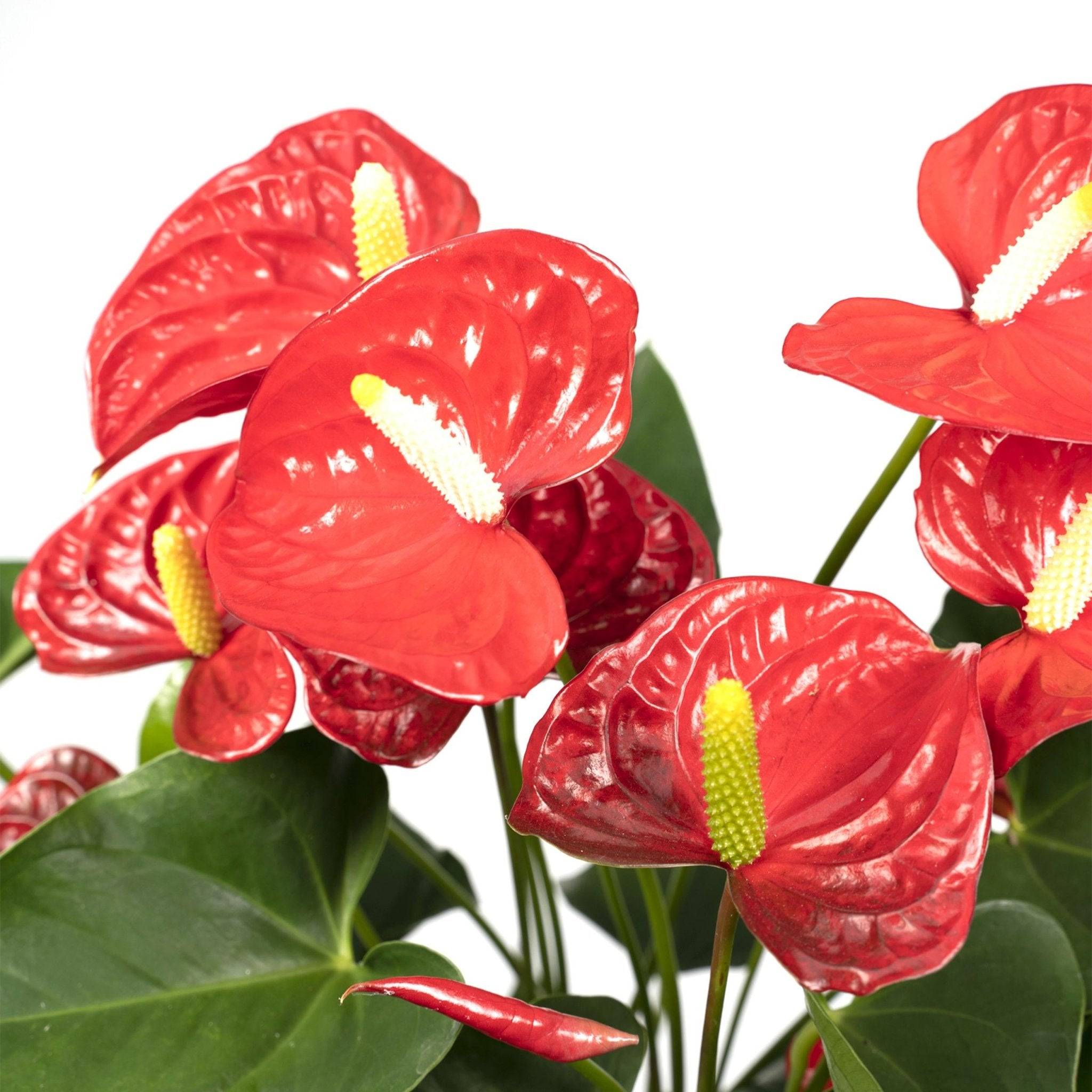 La Green Touch - Anthurium Rouge h55cm 55cm - Plante d'intérieur- La Green Touch - Image 3
