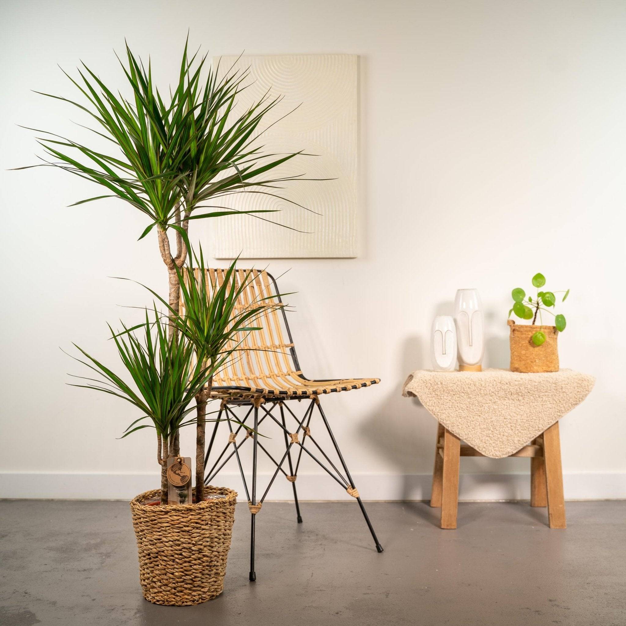 La Green Touch - Dracaena et son panier naturel h120cm 120cm - Plante d'intérieur- La Green Touch - Imagen 3