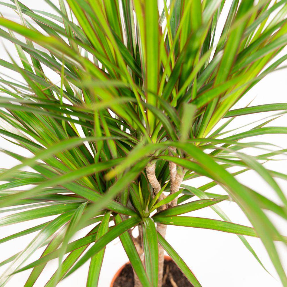 La Green Touch - Dracaena et son panier naturel h120cm 120cm - Plante d'intérieur- La Green Touch - Imagen 4
