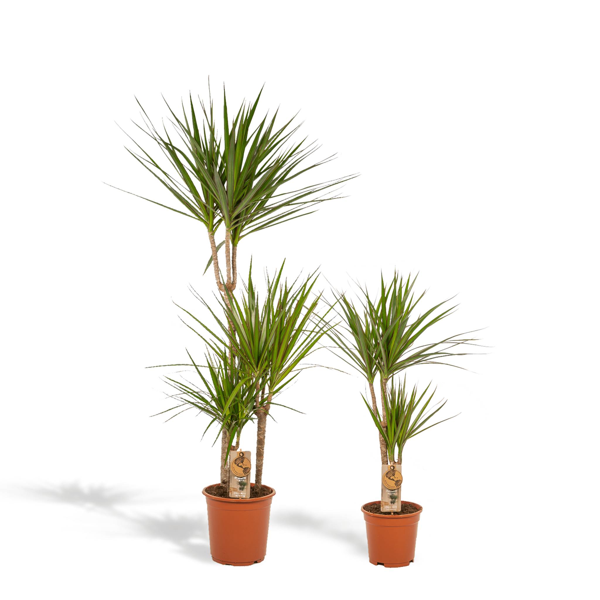 La Green Touch - Dracaena et son panier naturel h120cm 120cm - Plante d'intérieur- La Green Touch - Imagen 1