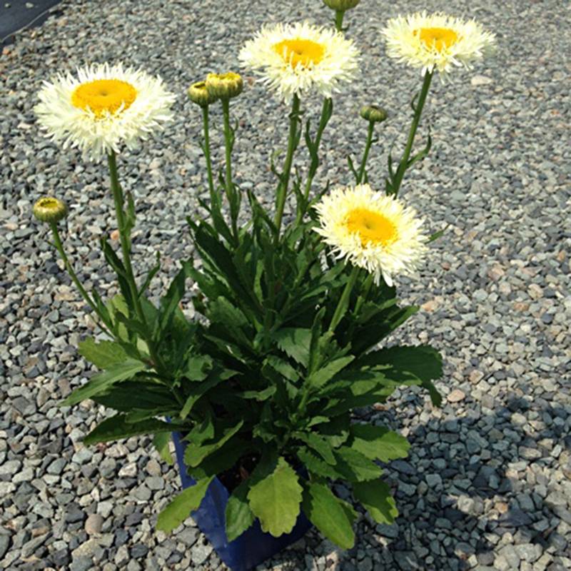 Promesse de Fleurs - Leucanthemum superbum Real Glory - Grande Marguerite Godet de 8/9 cm