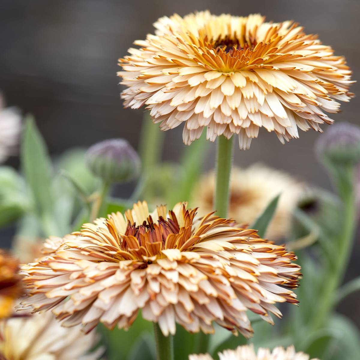 Promesse de Fleurs - Graines de Calendula officinalis Pygmy Buff - Souci des jardins le sachet de 100 graines environ (0,8g)