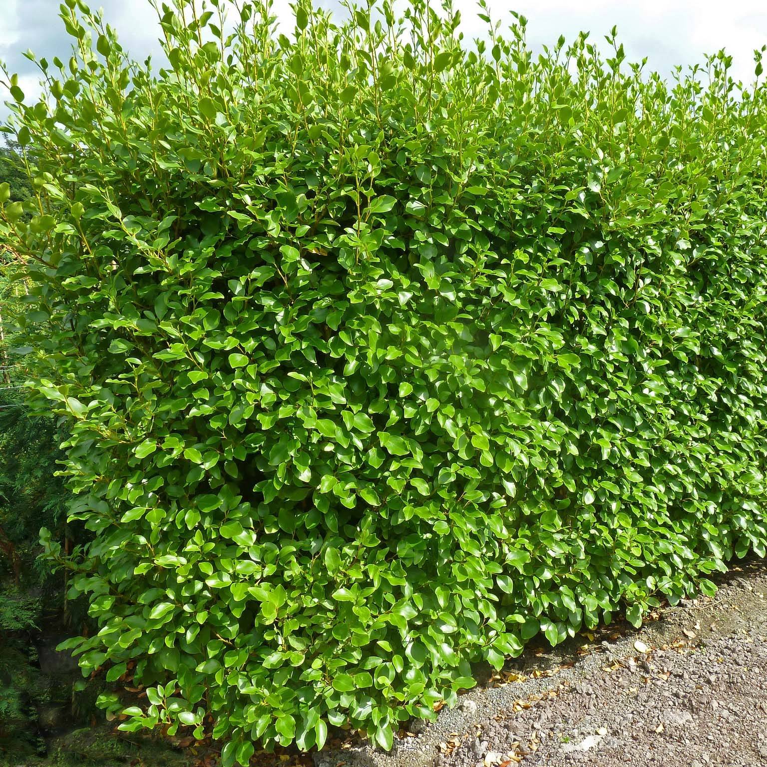 Griselinia littoralis Green Horizon Pot de 2L/3L - Imagen 1