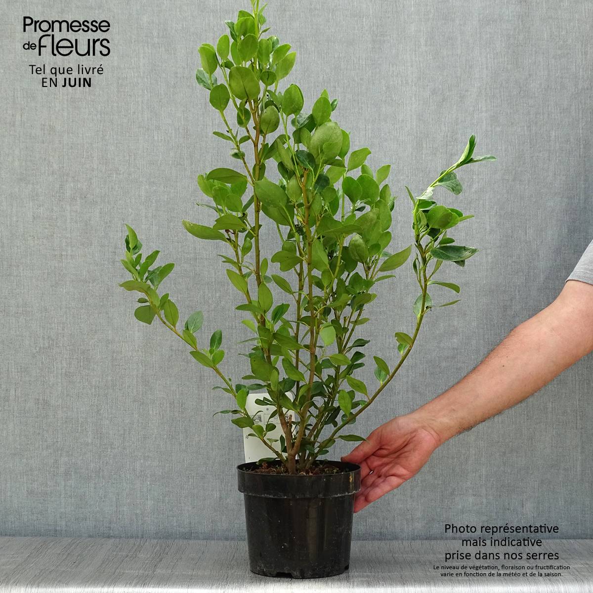 Griselinia littoralis Green Horizon Pot de 2L/3L - Imagen 2