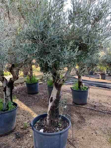 Sans Marque - Olea europaea (Oliviers) gros sujets Couleur floraison:Blanc - Taille:Périmètre de tronc 40/50cm - 170/220cm - Imagen 4