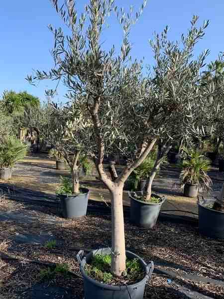 Sans Marque - Olea europaea (Oliviers) gros sujets Couleur floraison:Blanc - Taille:Périmètre de tronc 40/50cm - 170/220cm - Imagen 1