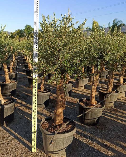 Sans Marque - Olea europaea (Oliviers) gros sujets Couleur floraison:Blanc - Taille:Périmètre de tronc 40/50cm - 170/220cm - Imagen 8