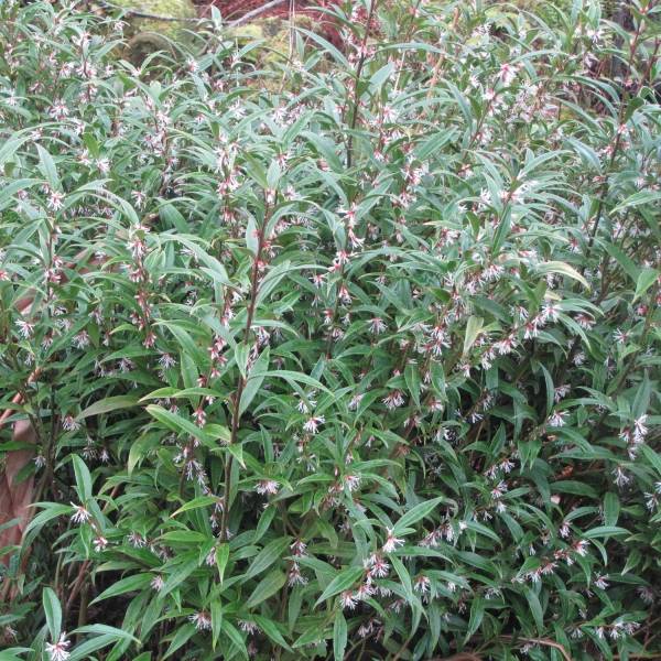 Promesse de Fleurs - Sarcococca hookeriana Digyna Pot de 2L/3L