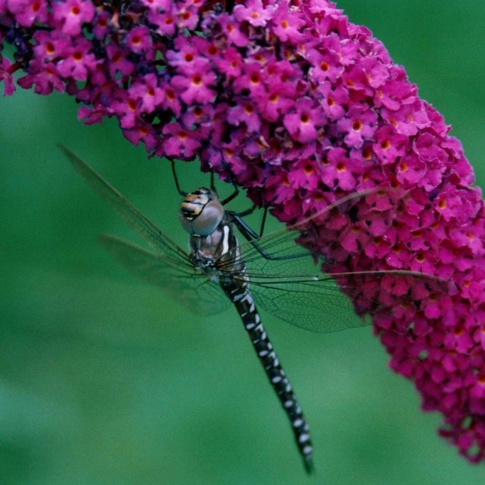 Arbre aux papillons Buzz™ Velvet, Buddleia à fleurs Violette - feuillage Caduc - Pot de 3L - 20/40 cm-  hauteur à maturité De 0,50 m à 1,00 m