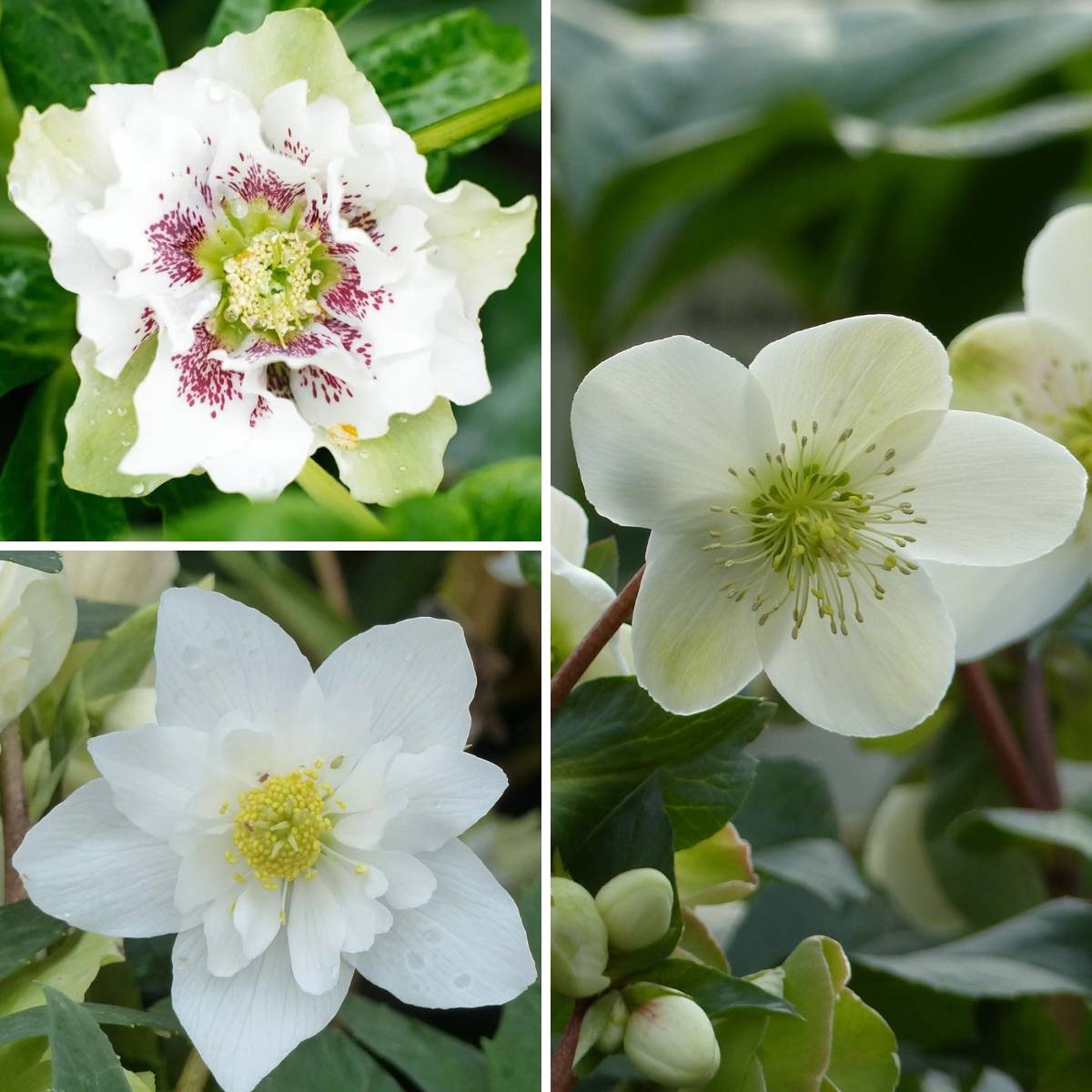 Promesse de Fleurs - Collection 3 Hellébores blancs - Collection de 3 plantes