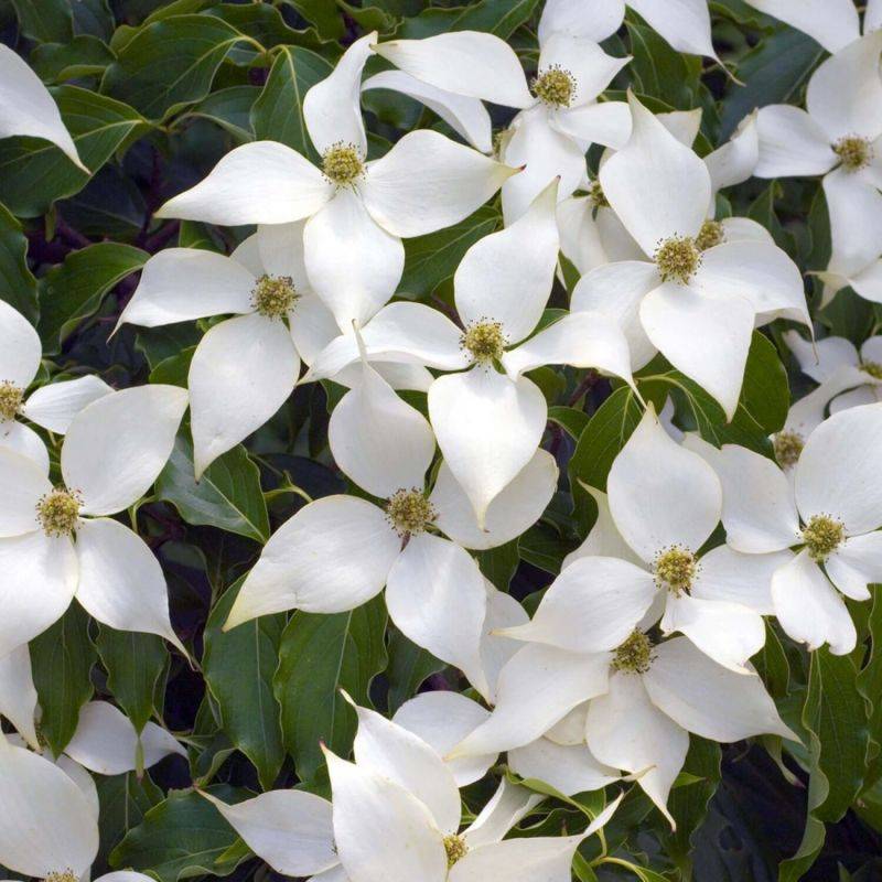Cornouiller de Chine (Cornus kousa subsp. chinensis) - Godet 9cm - Taille 20/40cm - Pépinières Naudet