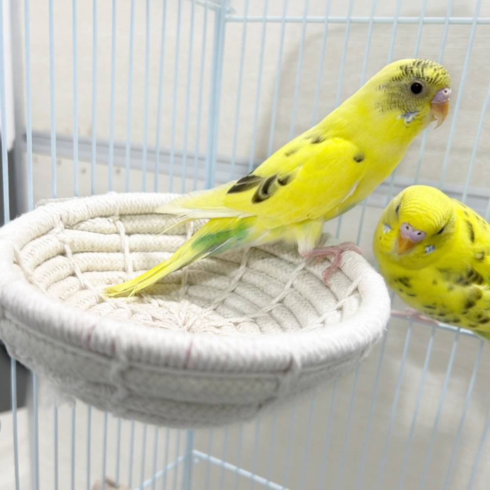 Nid d'oiseau en paille - IntiMeg - Image 3