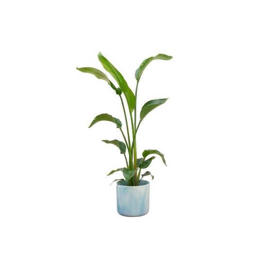 Strelitzia Nicolai 100cm et son pot- La Green Touch Bleu Océan - Hauteur 100cm