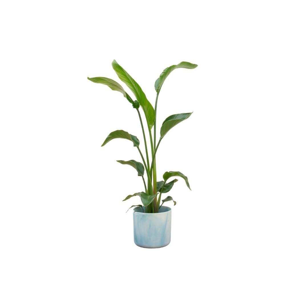 Strelitzia Nicolai 100cm et son pot- La Green Touch Bleu Océan - Hauteur 100cm