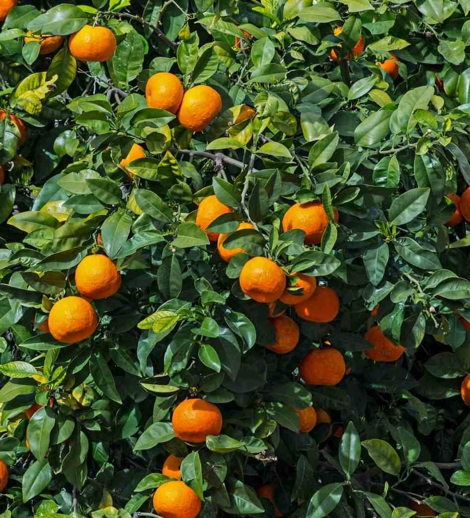 Sans Marque - Citrus sinensis (oranger) Couleur floraison:Blanc - Taille:Pot de 10 litres ? 120/140 cm - Image 2