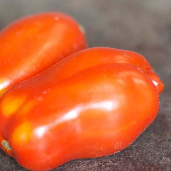 Promesse de Fleurs - Tomate San Marzano 3 - Solanum lycopersicum le sachet de 75 graines environ (0,2g)