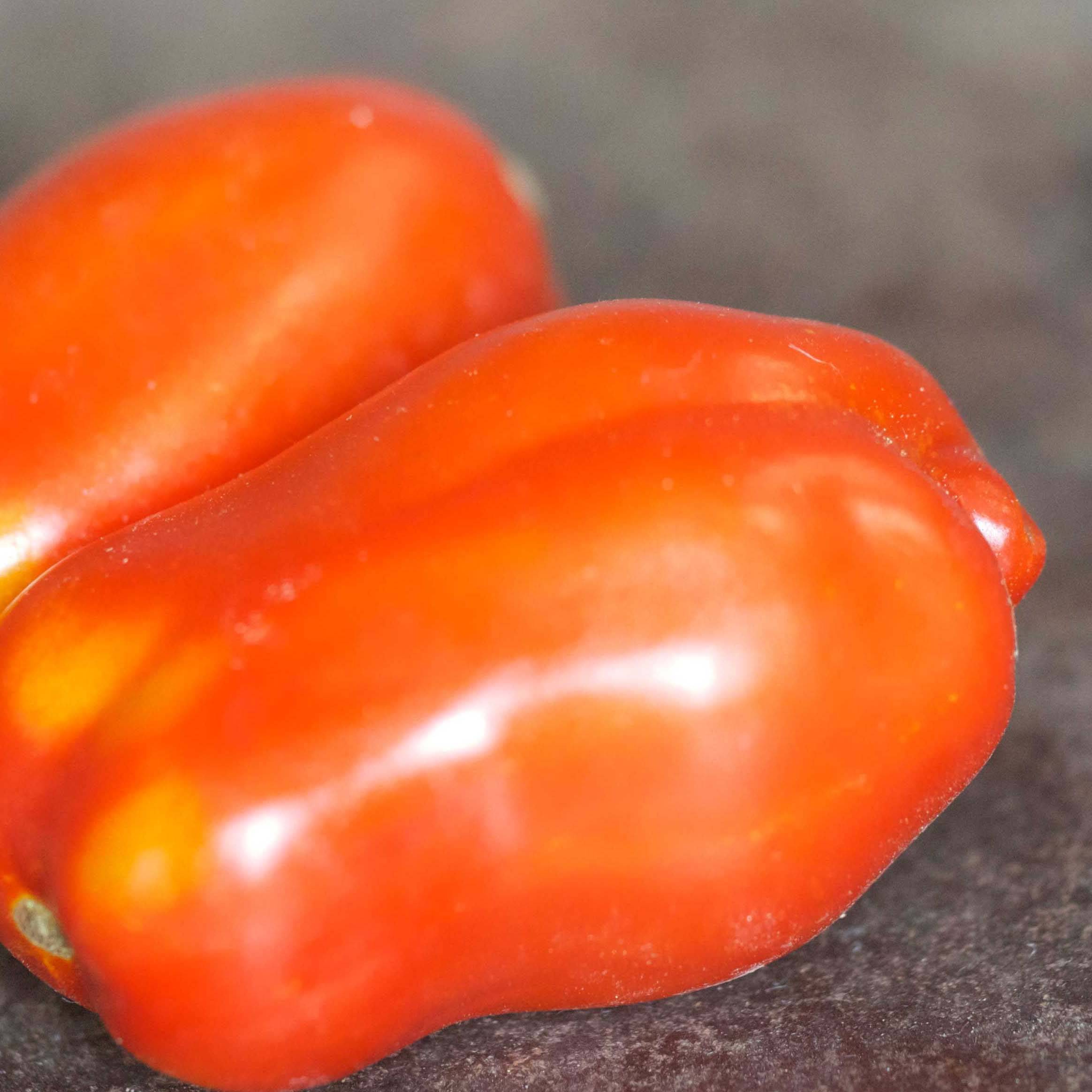 Promesse de Fleurs - Tomate San Marzano 3 - Solanum lycopersicum le sachet de 75 graines environ (0,2g)