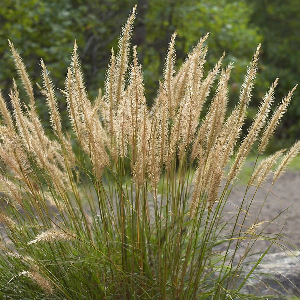 Achnatherum ou Stipa calamagrostis Allgäu - Calamagrostide argenté Pot de 1,5L/2L