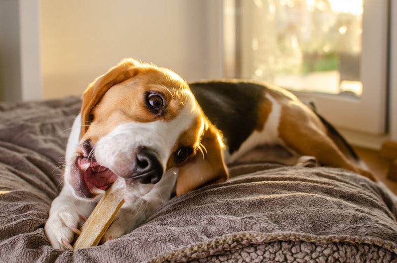 Marly & Dan - Barres à mâcher Sans Céréales "Peau & Pelage" pour Chien - Imagen 4