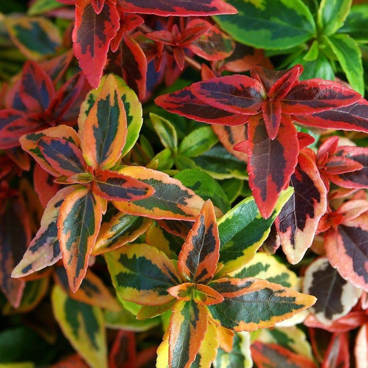 Abelia Kaleidoscope®, Abélia à grandes fleurs à fleurs Blanche - feuillage Persistant - Pot de 1,5L - 10/20 cm-  hauteur à maturité De 1,00 m à 1,50 m - Image 4