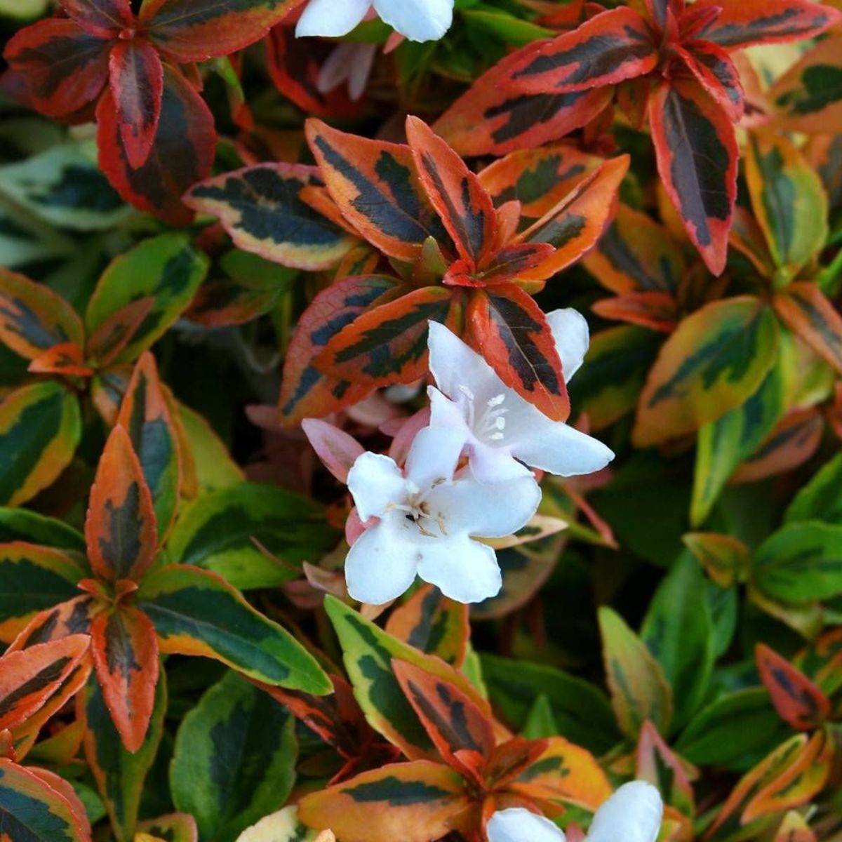 Abelia Kaleidoscope®, Abélia à grandes fleurs à fleurs Blanche - feuillage Persistant - Pot de 1,5L - 10/20 cm-  hauteur à maturité De 1,00 m à 1,50 m - Image 3