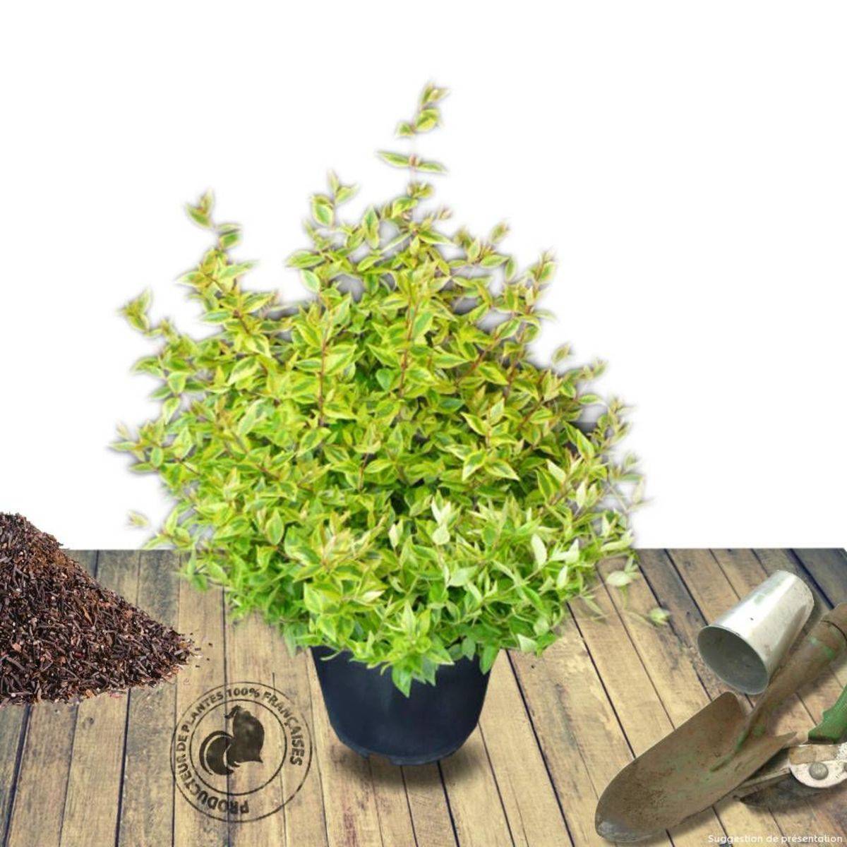 Abelia Kaleidoscope®, Abélia à grandes fleurs à fleurs Blanche - feuillage Persistant - Pot de 1,5L - 10/20 cm-  hauteur à maturité De 1,00 m à 1,50 m - Image 8