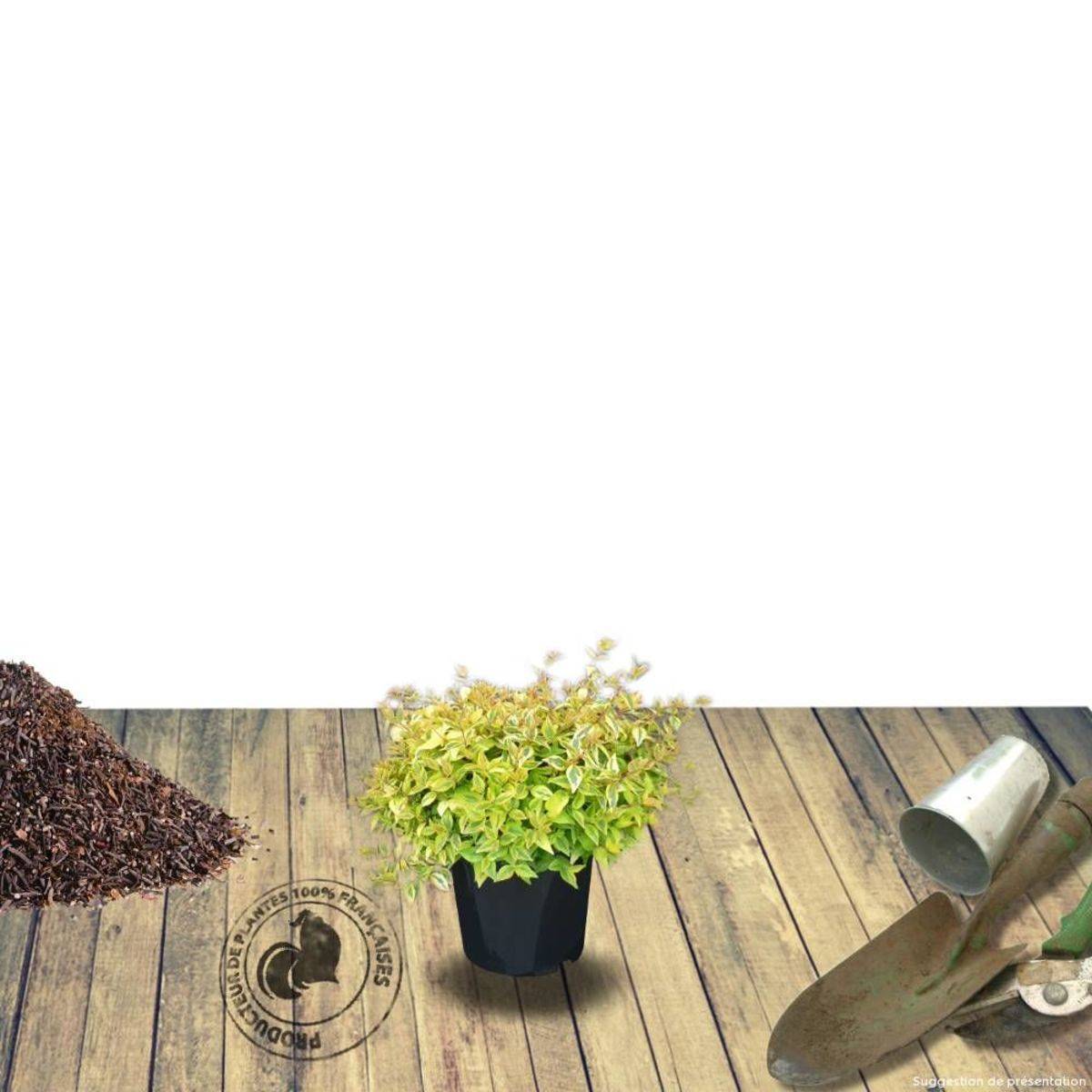 Abelia Kaleidoscope®, Abélia à grandes fleurs à fleurs Blanche - feuillage Persistant - Pot de 1,5L - 10/20 cm-  hauteur à maturité De 1,00 m à 1,50 m - Image 5