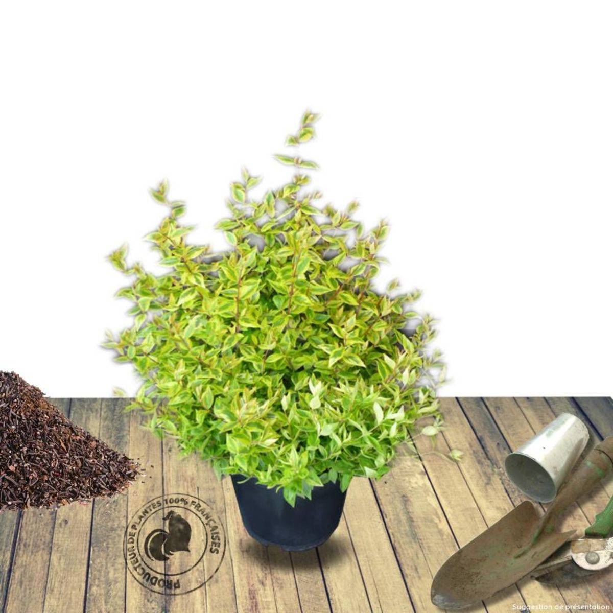 Abelia Kaleidoscope®, Abélia à grandes fleurs à fleurs Blanche - feuillage Persistant - Pot de 1,5L - 10/20 cm-  hauteur à maturité De 1,00 m à 1,50 m - Image 7