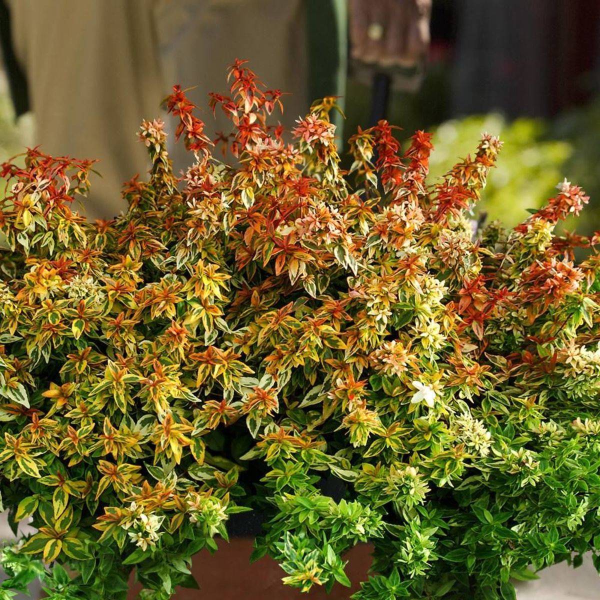 Abelia Kaleidoscope®, Abélia à grandes fleurs à fleurs Blanche - feuillage Persistant - Pot de 1,5L - 10/20 cm-  hauteur à maturité De 1,00 m à 1,50 m - Image 2