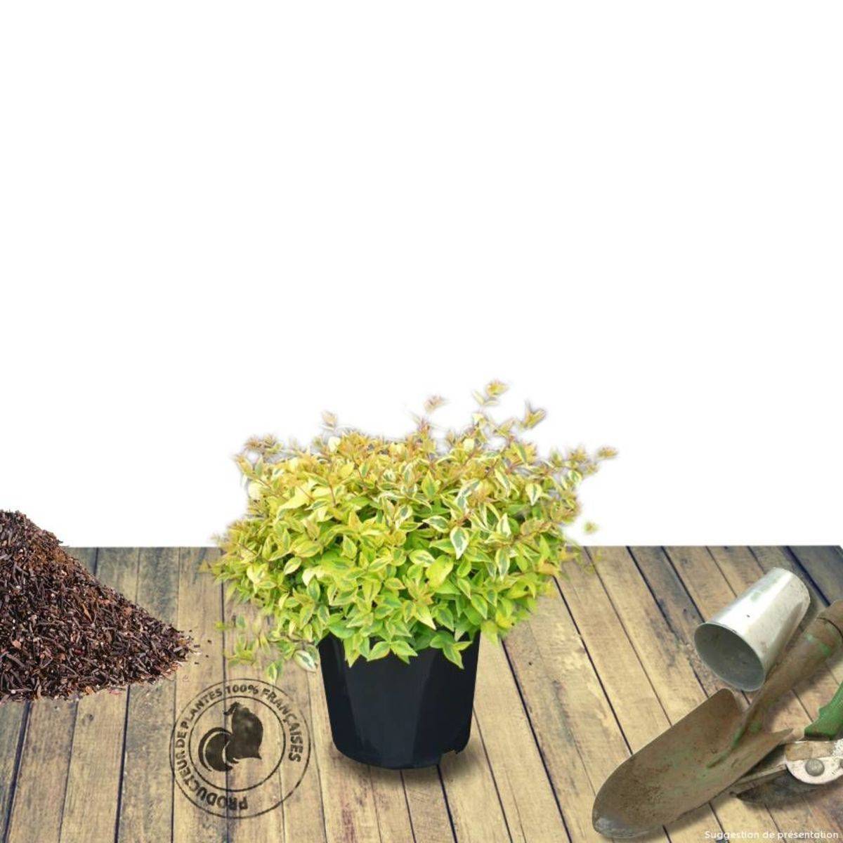 Abelia Kaleidoscope®, Abélia à grandes fleurs à fleurs Blanche - feuillage Persistant - Pot de 1,5L - 10/20 cm-  hauteur à maturité De 1,00 m à 1,50 m - Image 6