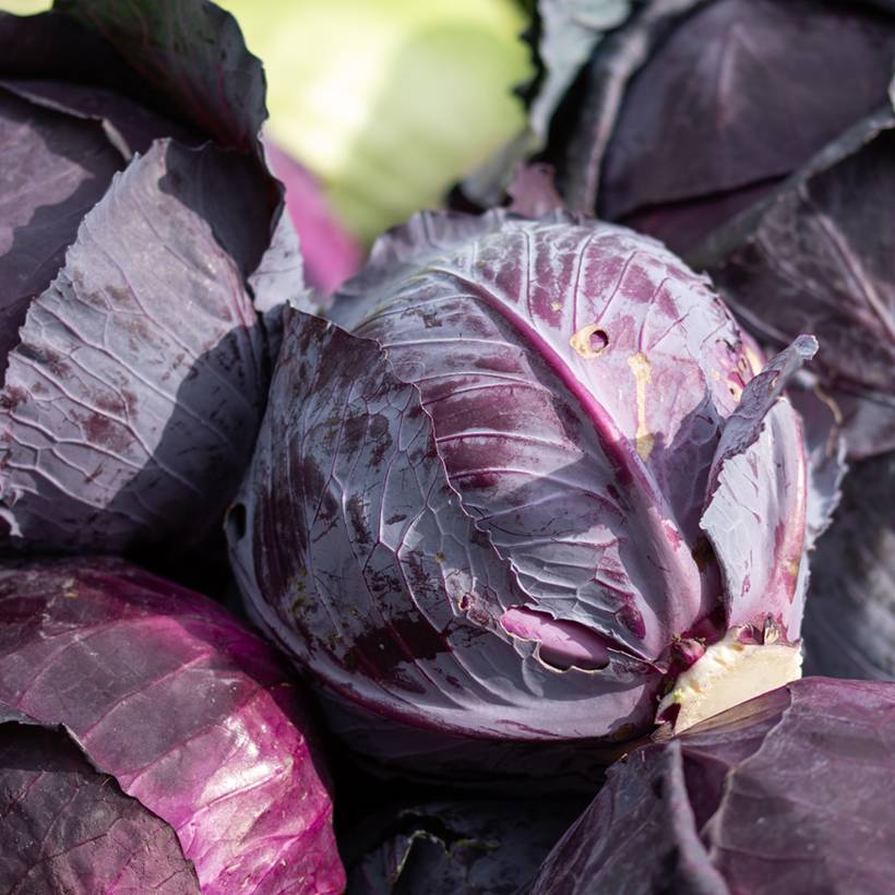 Chou cabus rouge Tête Noire 3 BIO le sachet de 500 graines environ (2g)