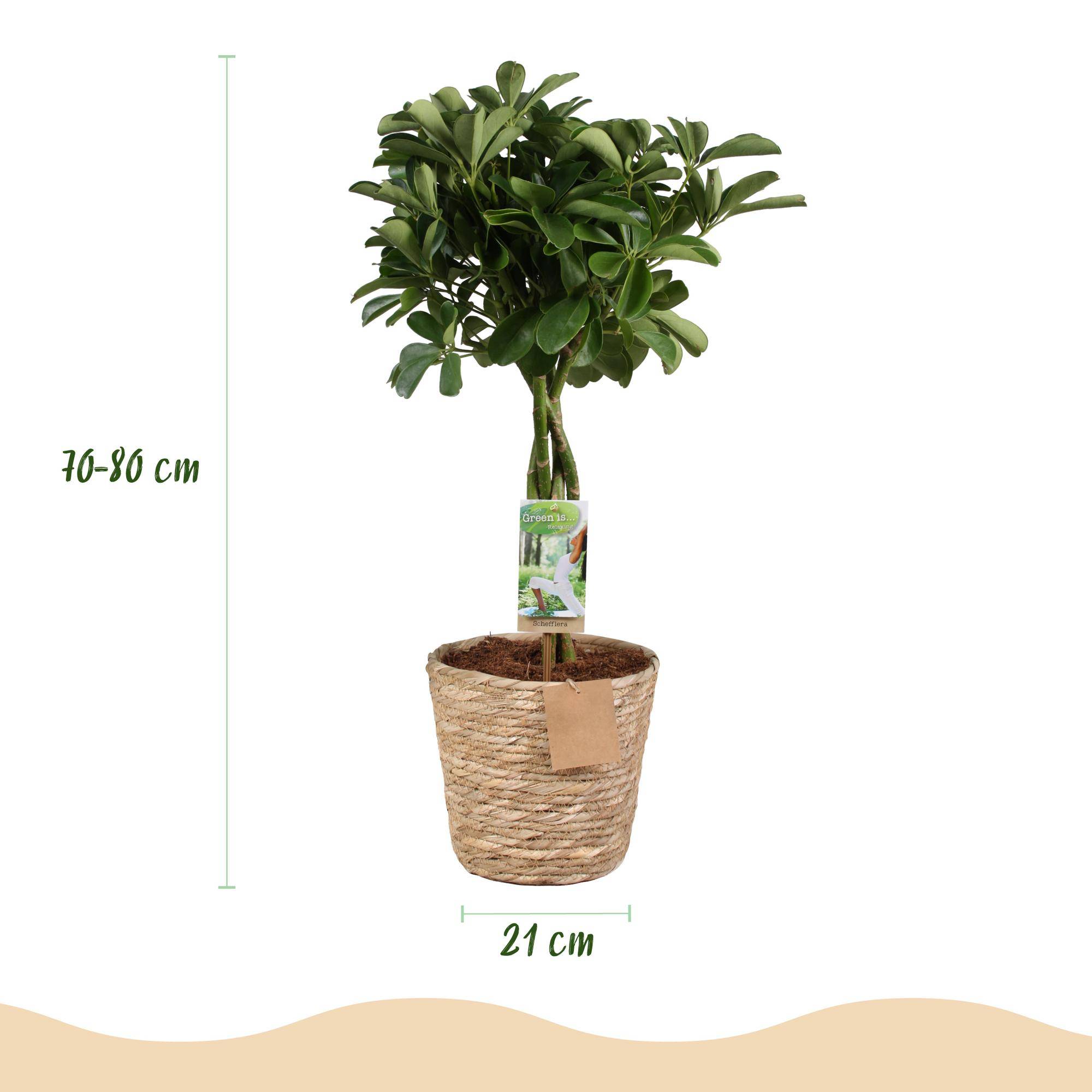 Schefflera Nora - Pot de 21cm - Hauteur 70-82cm - Panier - Plantes d'intérieur - Image 3