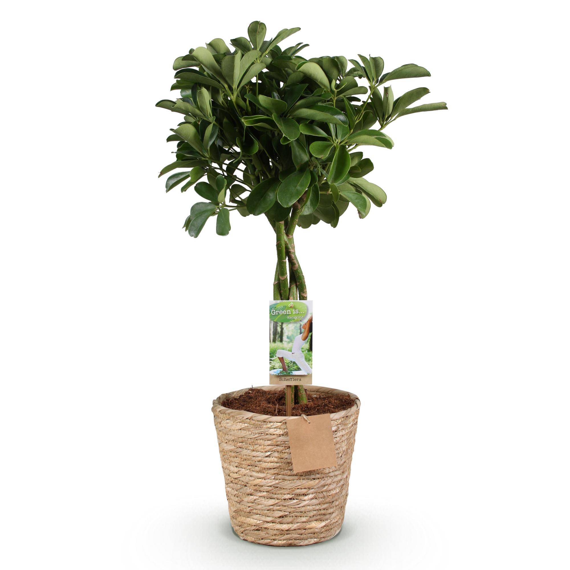 Schefflera Nora - Pot de 21cm - Hauteur 70-82cm - Panier - Plantes d'intérieur - Image 2