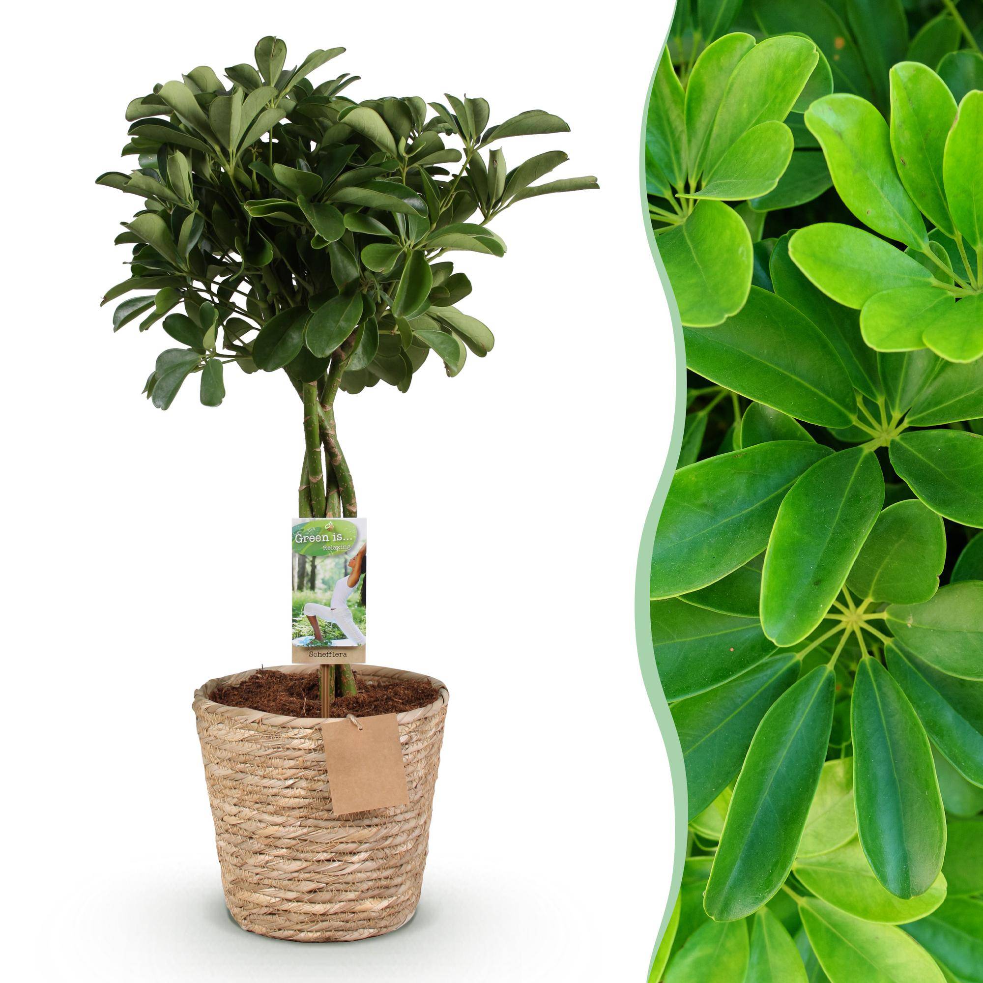 Schefflera Nora - Pot de 21cm - Hauteur 70-82cm - Panier - Plantes d'intérieur