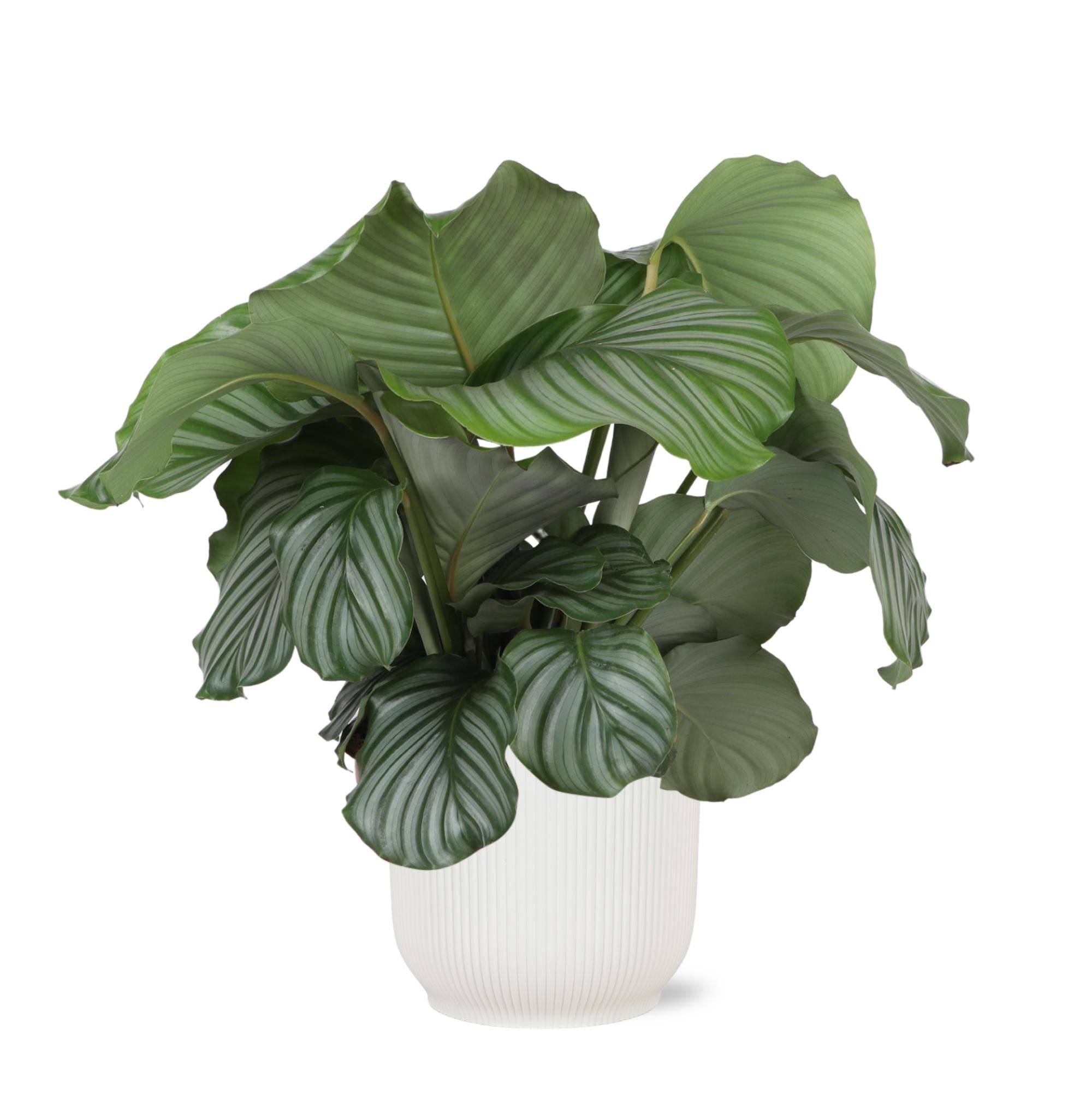 Calathea Orbifolia et son pot- La Green Touch Relief Blanc - Hauteur 70cm