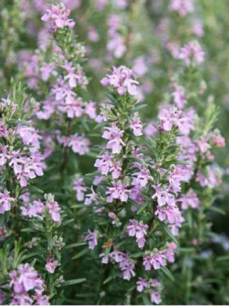 Romarin - Rosmarinus officinalis Majorca Pink Pot de 1,5L/2L