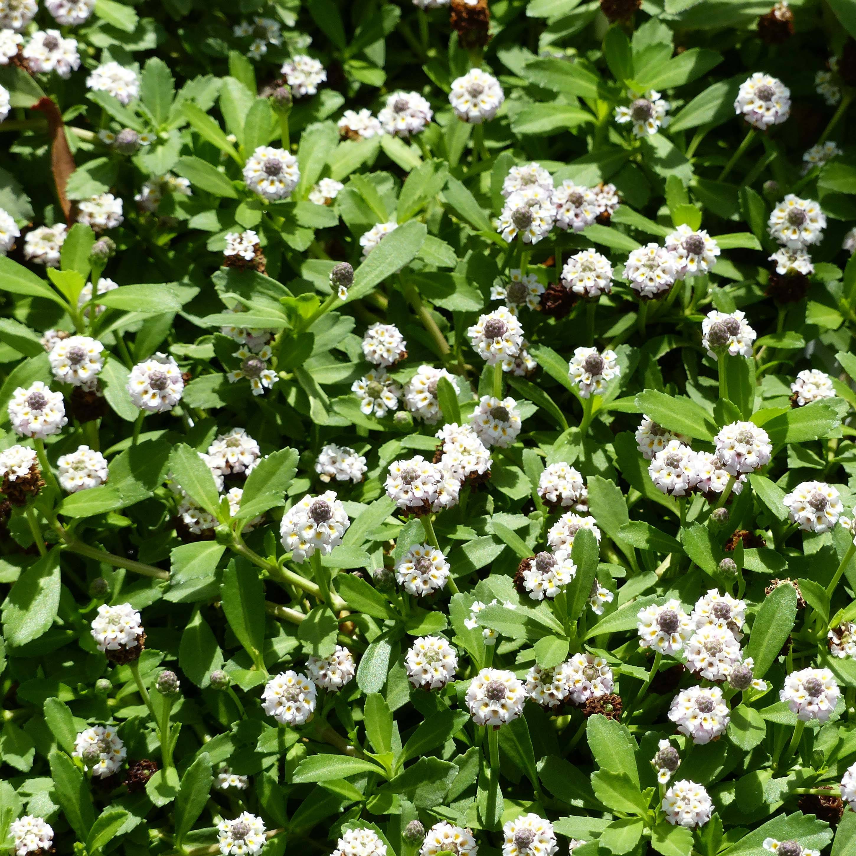 Phyla ou Lippia nodiflora - Verveine nodulaire Pot de 2L/3L